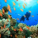 2. Try Dive Fiji
