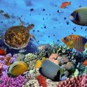 5. Abundance of Marine life in Fiji