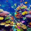 4. Amazing corals in Fiji