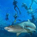 1. snorkelling with sharks