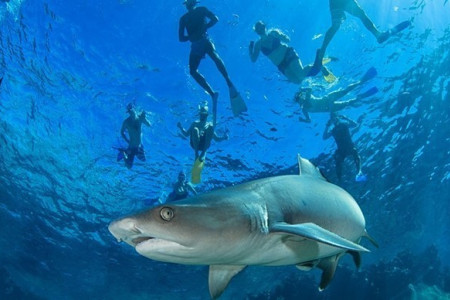 Waya Lailai Shark Snorkeling & Island Stay