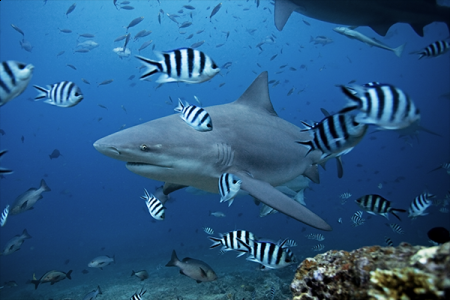 Ultimate Shark Encounter - 2 Tank Dive | Aqua Trek Beqa