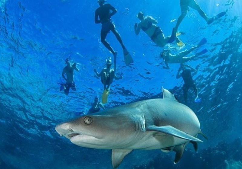 1. snorkelling with sharks