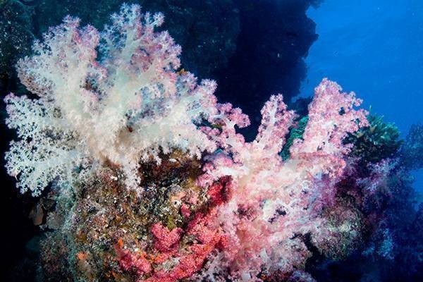 Dive in marine reserve in Fiji