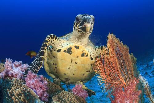 Fiji diving - Go snorkeling or scuba diving