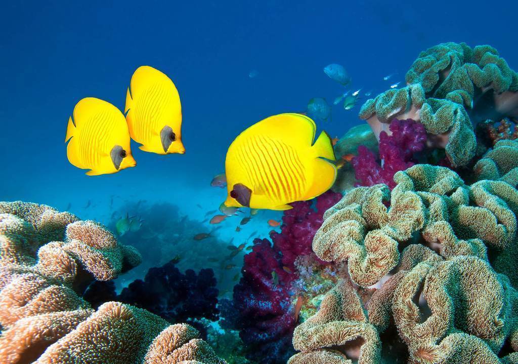 best diving places in Mamanuca and Yasawa islands